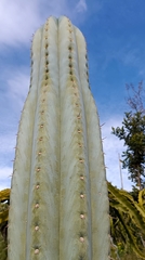 Trichocereus macrogonus