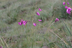 Dierama pulcherrimum