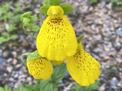 Calceolaria crenatiflora