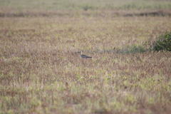 Numenius phaeopus hudsonicus
