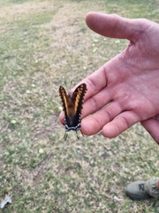 Charaxes achaemenes achaemenes