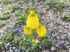 Calceolaria crenatiflora