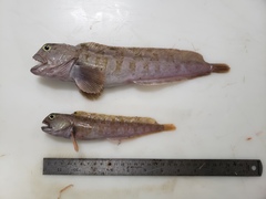 Anarhichas lupus