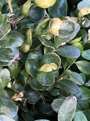 Eurytetranychus buxi