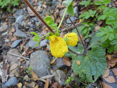 Calceolaria crenatiflora