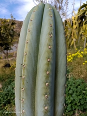 Trichocereus macrogonus