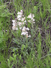 Penstemon