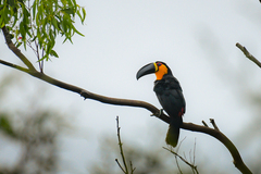Ramphastos vitellinus