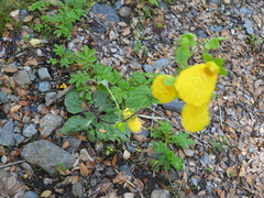Calceolaria crenatiflora
