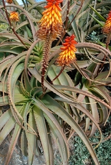 Aloe arborescens × ferox