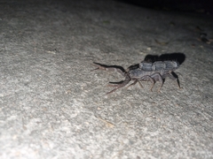 Parabuthus transvaalicus