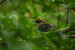 Conopophaga melanops