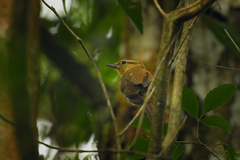 Anabacerthia lichtensteini