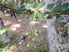 Berberis darwinii