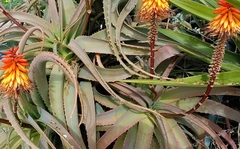 Aloe arborescens × ferox