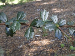 Berberis darwinii