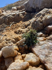 Othonna euphorbioides