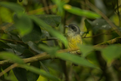 Dysithamnus mentalis