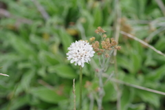 Cephalaria