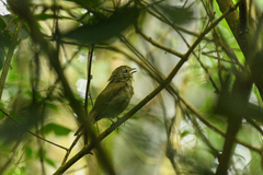 Schiffornis virescens