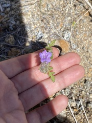 Phacelia vallis-mortae