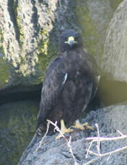 Buteo galapagoensis