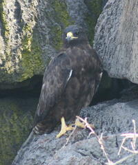 Buteo galapagoensis