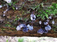 Badhamia utricularis