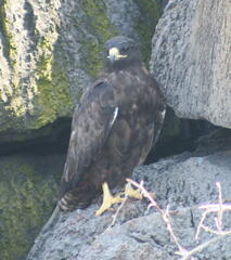 Buteo galapagoensis