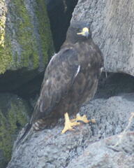 Buteo galapagoensis