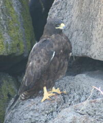 Buteo galapagoensis