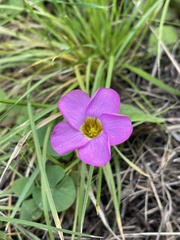 Oxalis obliquifolia