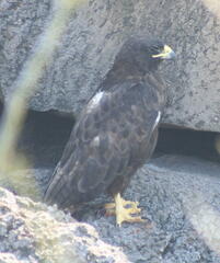 Buteo galapagoensis