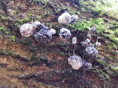 Badhamia utricularis