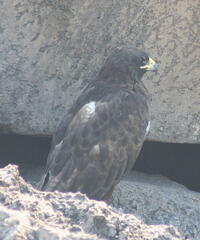 Buteo galapagoensis