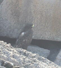 Buteo galapagoensis