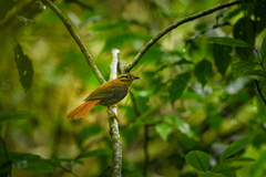 Philydor atricapillus