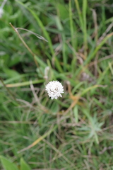 Cephalaria