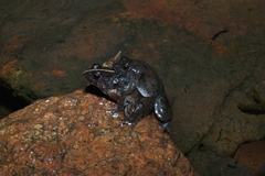 Phrynobatrachus natalensis