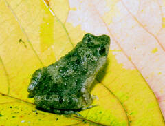 Phrynobatrachus natalensis