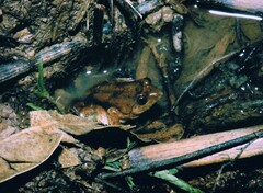 Phrynobatrachus natalensis