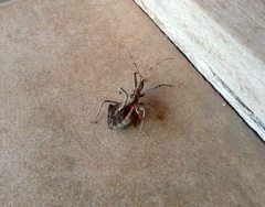 Harpactor tuberculosus