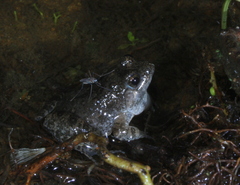 Phrynobatrachus natalensis