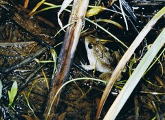 Phrynobatrachus natalensis