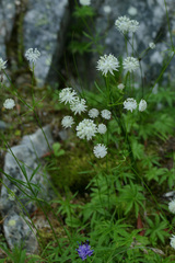 Astrantia minor