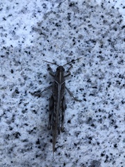 Schistocerca gregaria