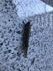 Schistocerca gregaria