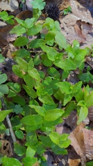 Tradescantia fluminensis