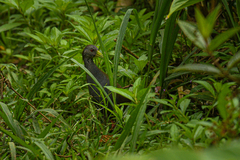 Pardirallus nigricans