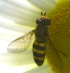 Metasyrphus